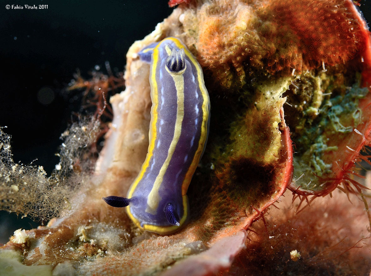 Hypselodoris tricolor